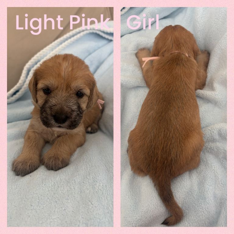 🐾 Beautiful Poodle Cross Puppies – Family Raised 🐾