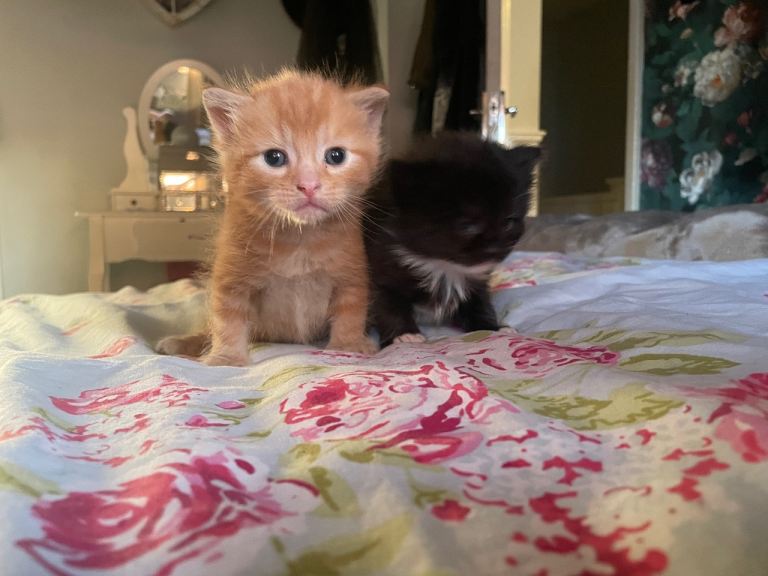 3 beautiful fluffy kittens ginger 