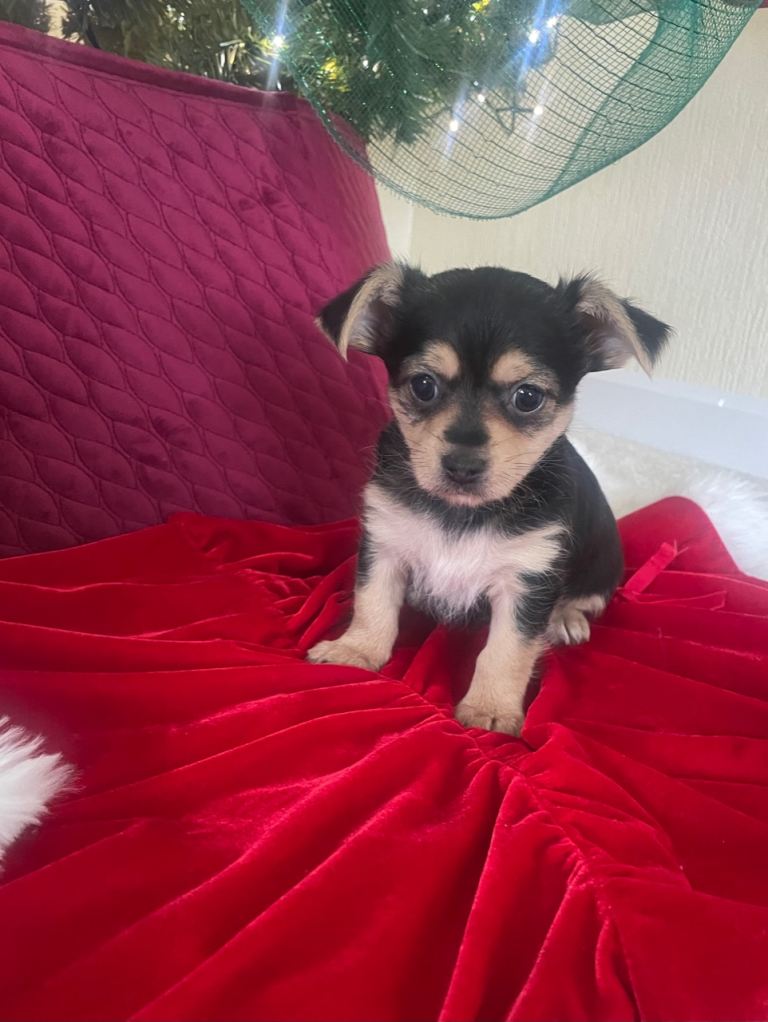 Miniature Yorkshire terrier/Chihuahua