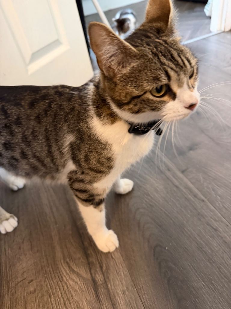 Cat for sale 