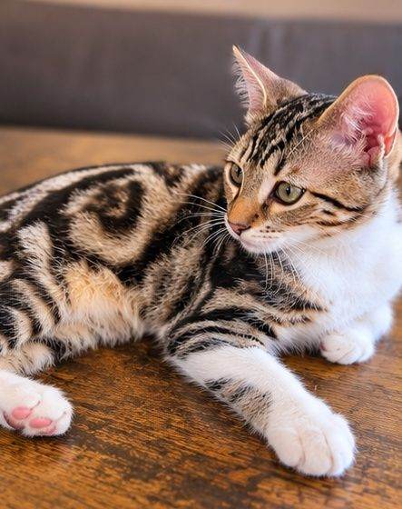 Beautiful Bengal Mix Male Kitten – 4 Months Old