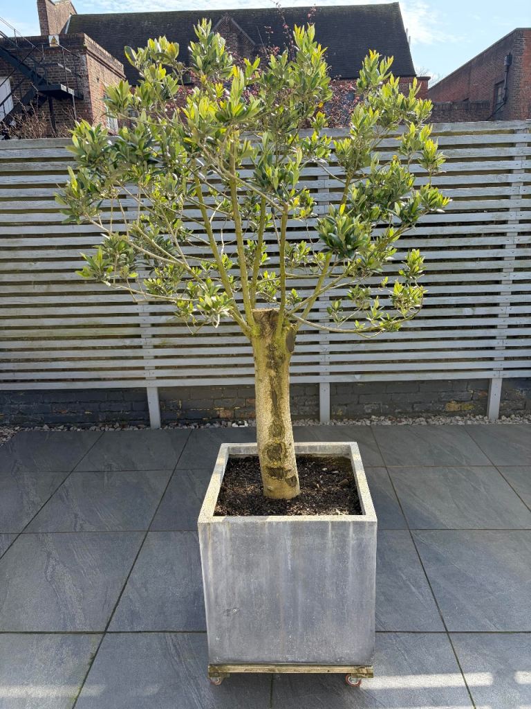Olive Tree - Fibrecotta Planter - Wheeled Stand