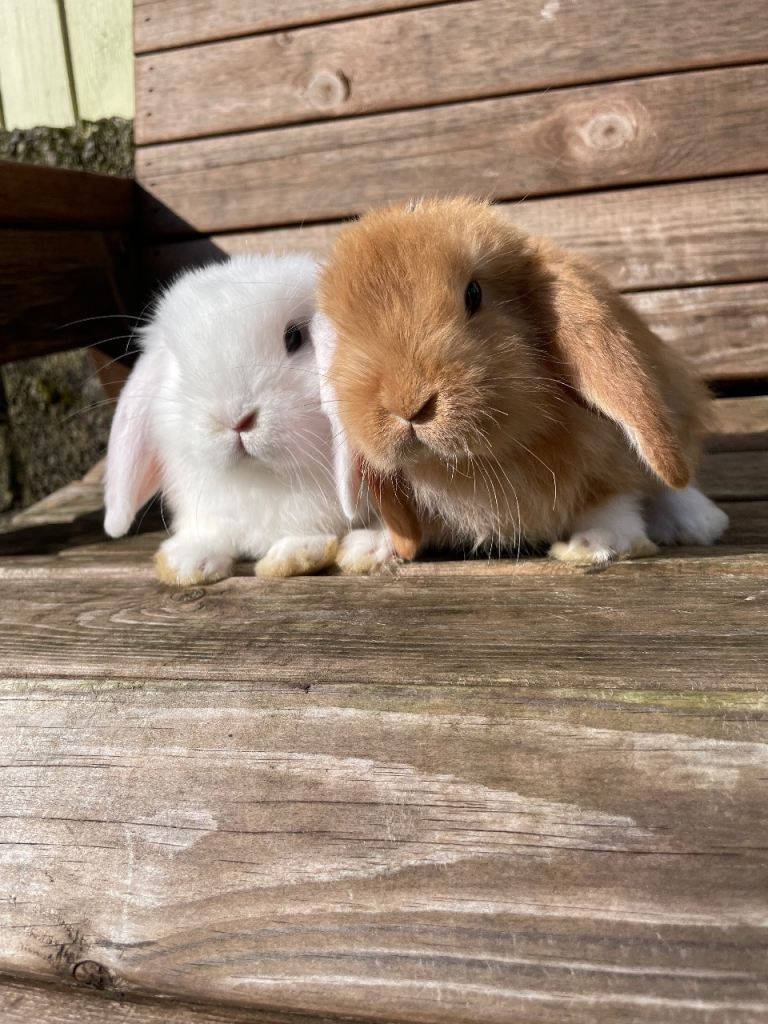 Mini lops