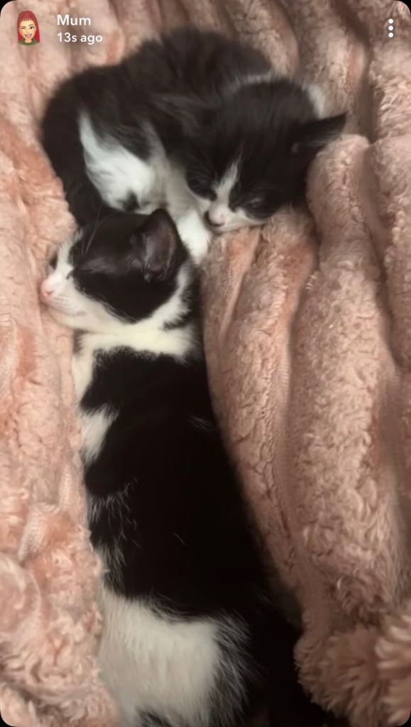  8 week old male kitten