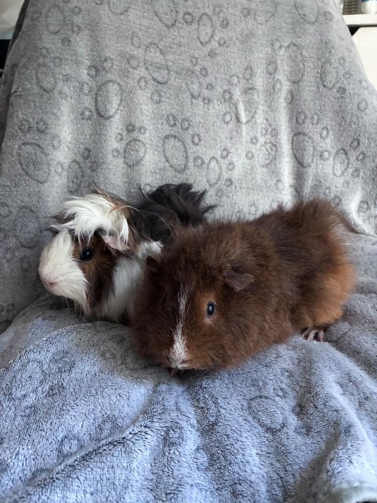 2 guinea pigs 