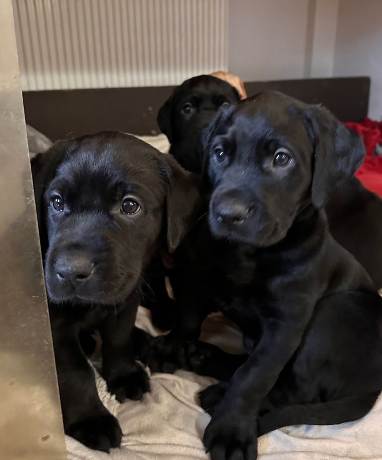 Full Bred Labrador Puppies