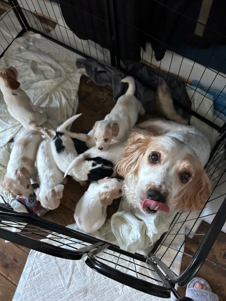 Only 4 pups left, ready to leave on the 24 th 