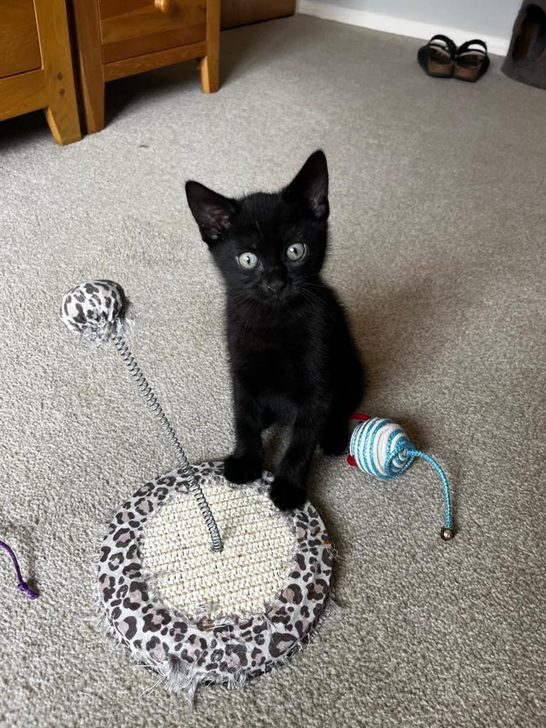 Tuxedo kittens