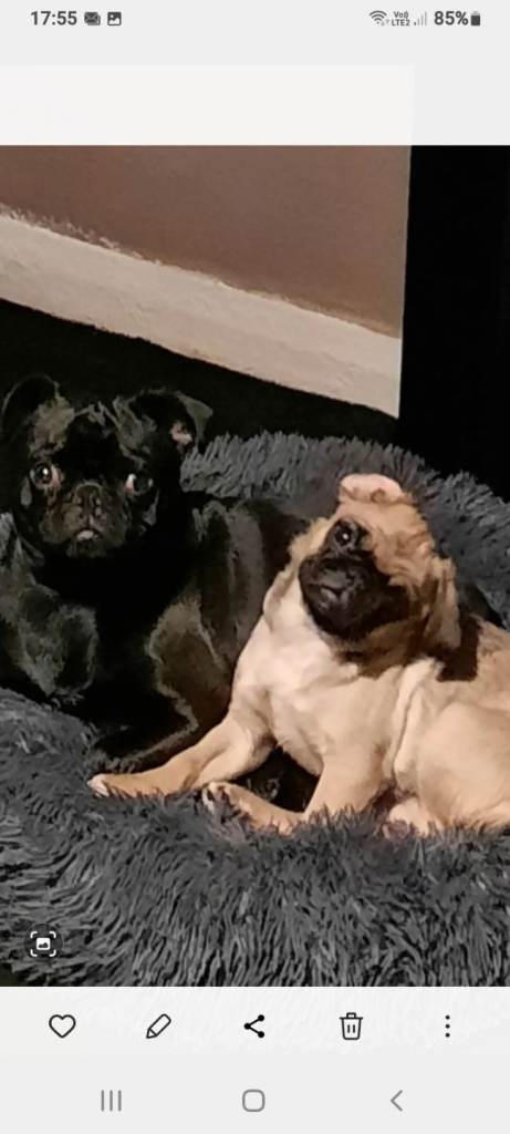 Pug Puppies Dumfries  SOLD