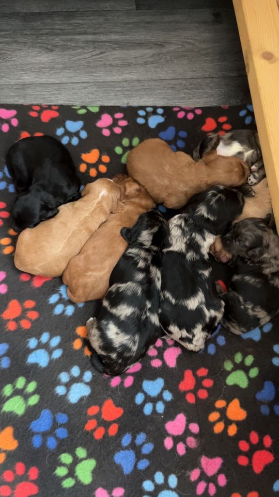 F1 Health tested cockapoos 😍🔥⭐️