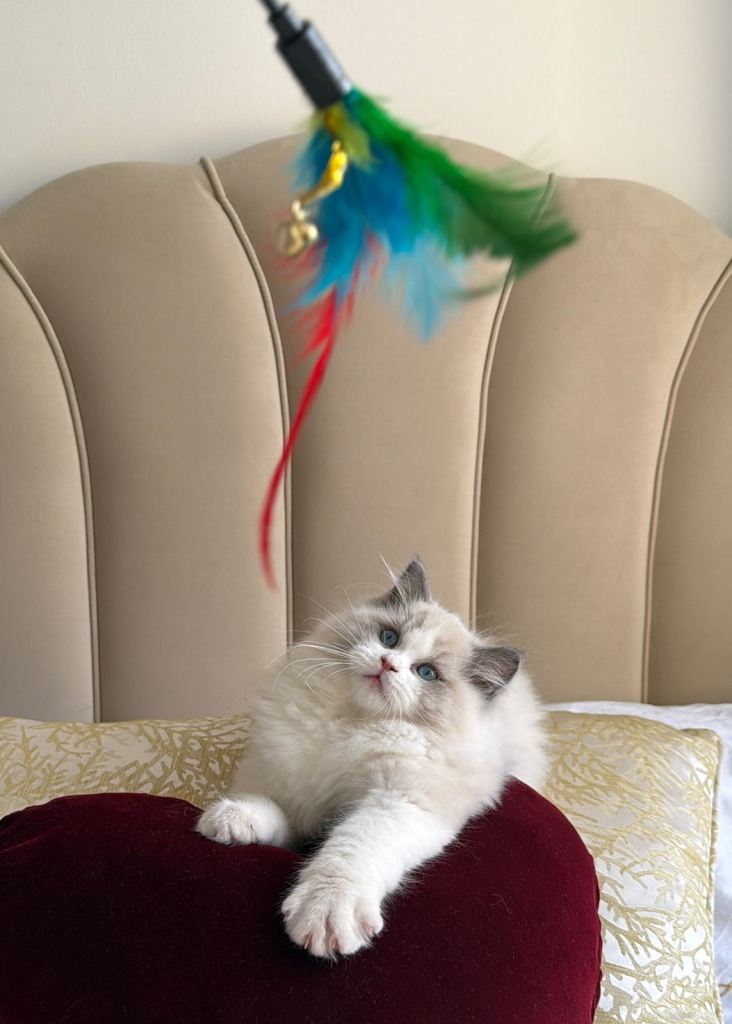 Blue Bi-Colour Ragdoll Male Kitten (12 wks old)