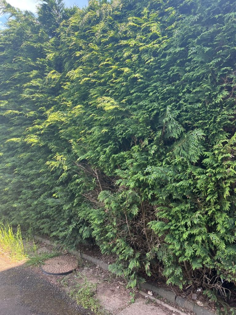 Tree cutting,hedge,garden work 