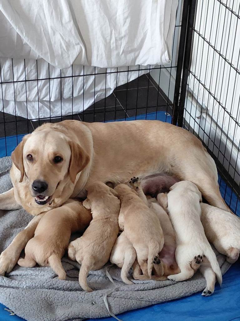 Labrador retriever puppies