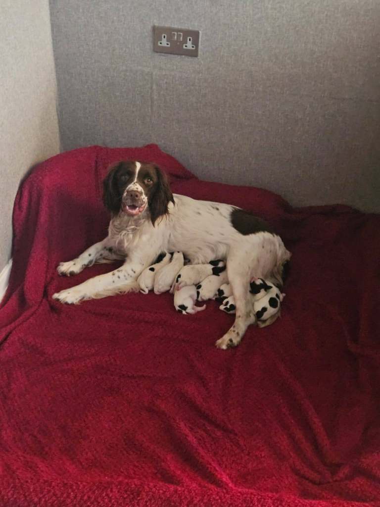 Spaniel 