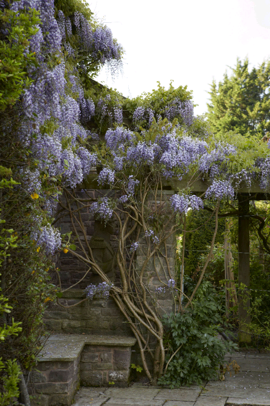 8/9ft Stunning Wisteria 🌿🌸 RRP £189.99