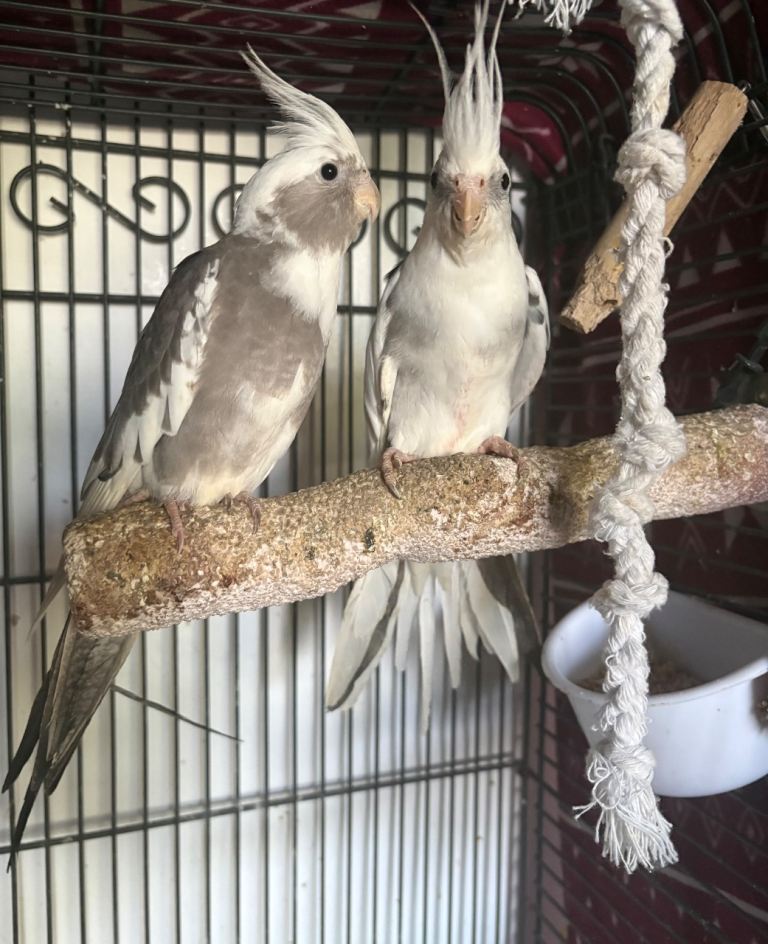 Young cocktails 