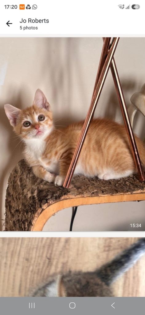 Three beautiful ginger and white kittens 9 weeks young