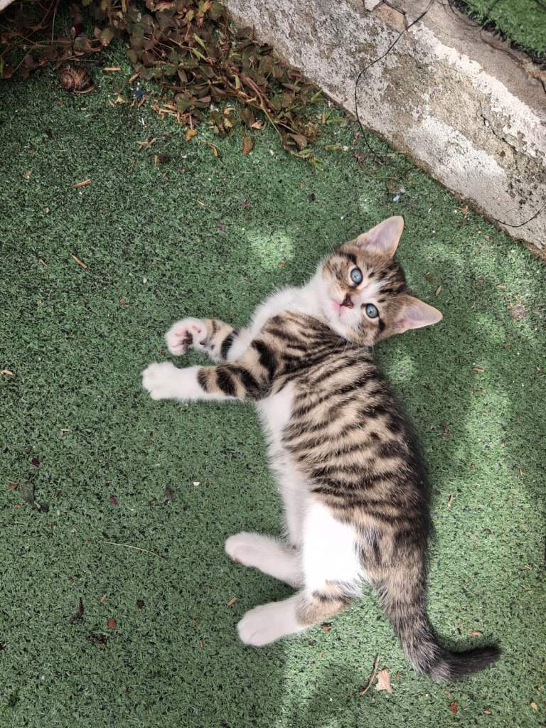 1 Adorable kitten