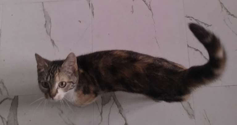 2 female cats