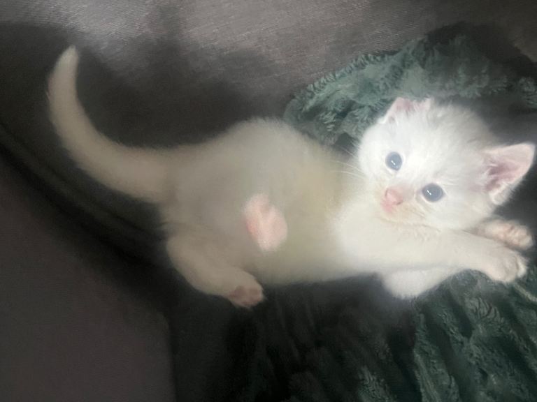 1male kittens 