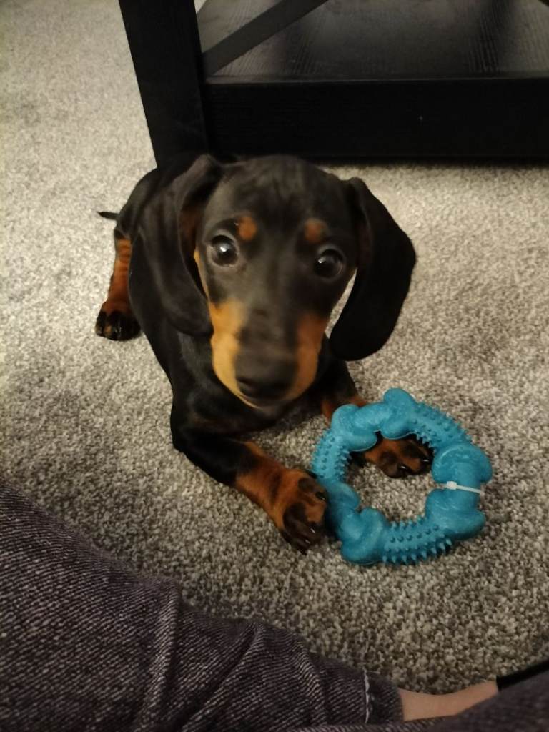 Male miniature dashaund 