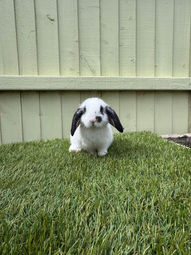 Mini lops ready now 