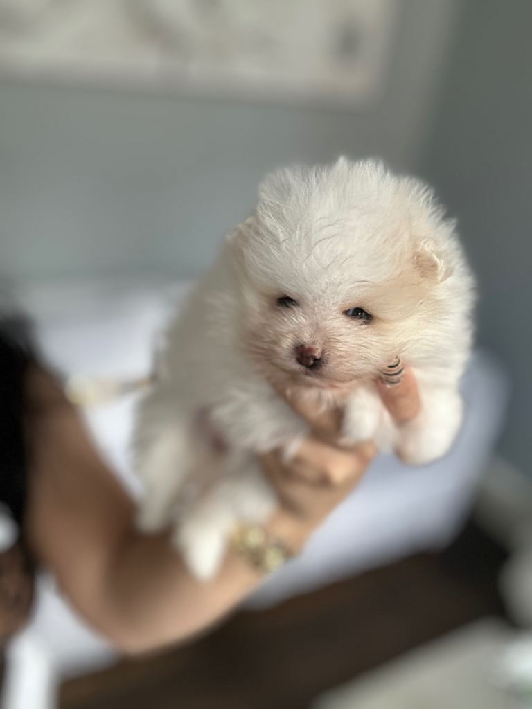 Pomerania xx