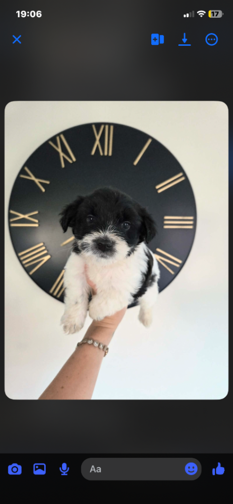 Adorable yorkiepoo puppies