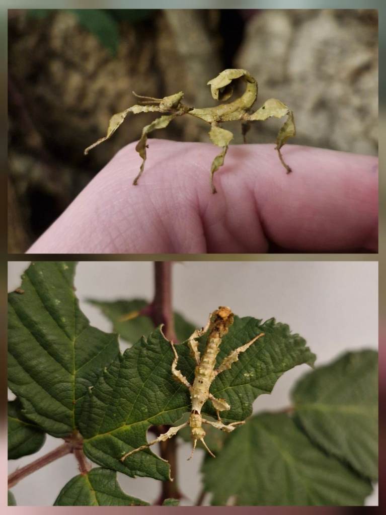 Giant spiny stick insects 