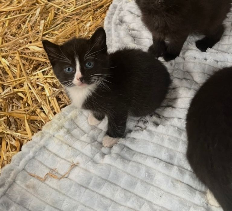 Kitten 