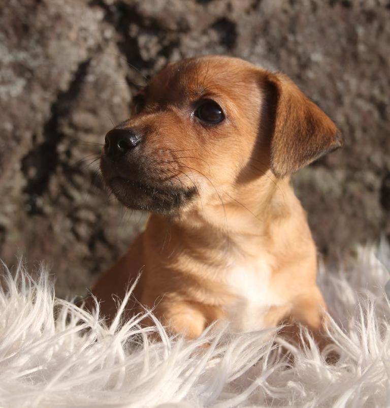 Jack Russell puppies for sale 