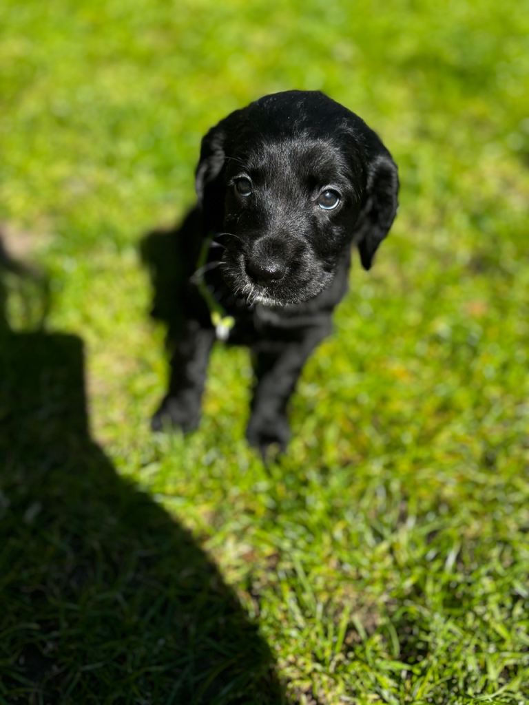 Cockapoo puppy’s ❤️ LAST 2 ready 10th may ❤️