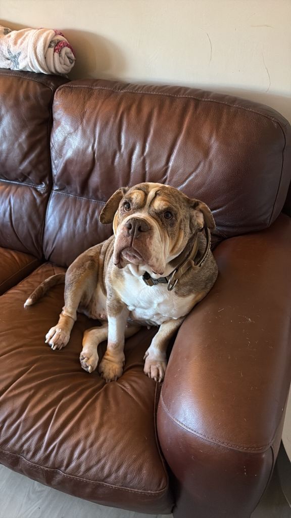 Olde Tyme English bulldog