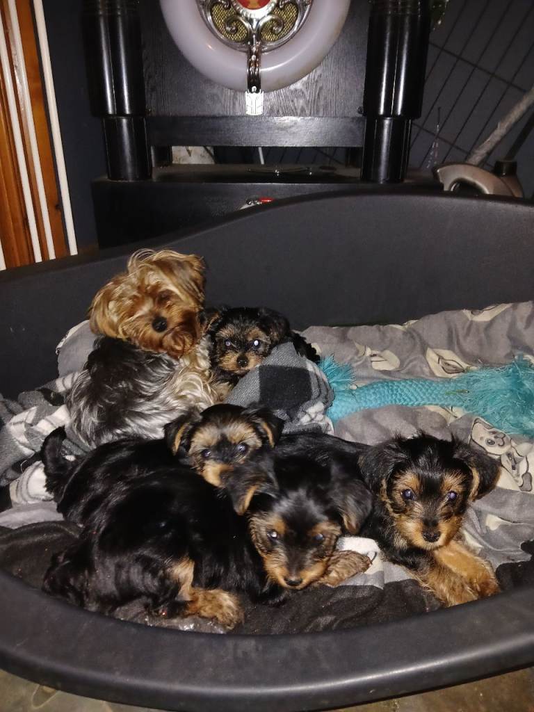 Yorkshire terrier 