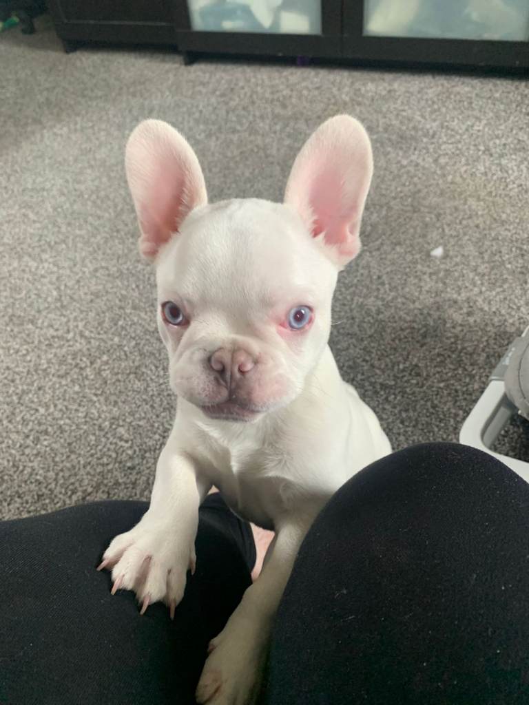 Frenchie pup 