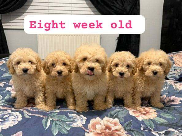 Cockapoo puppies available 