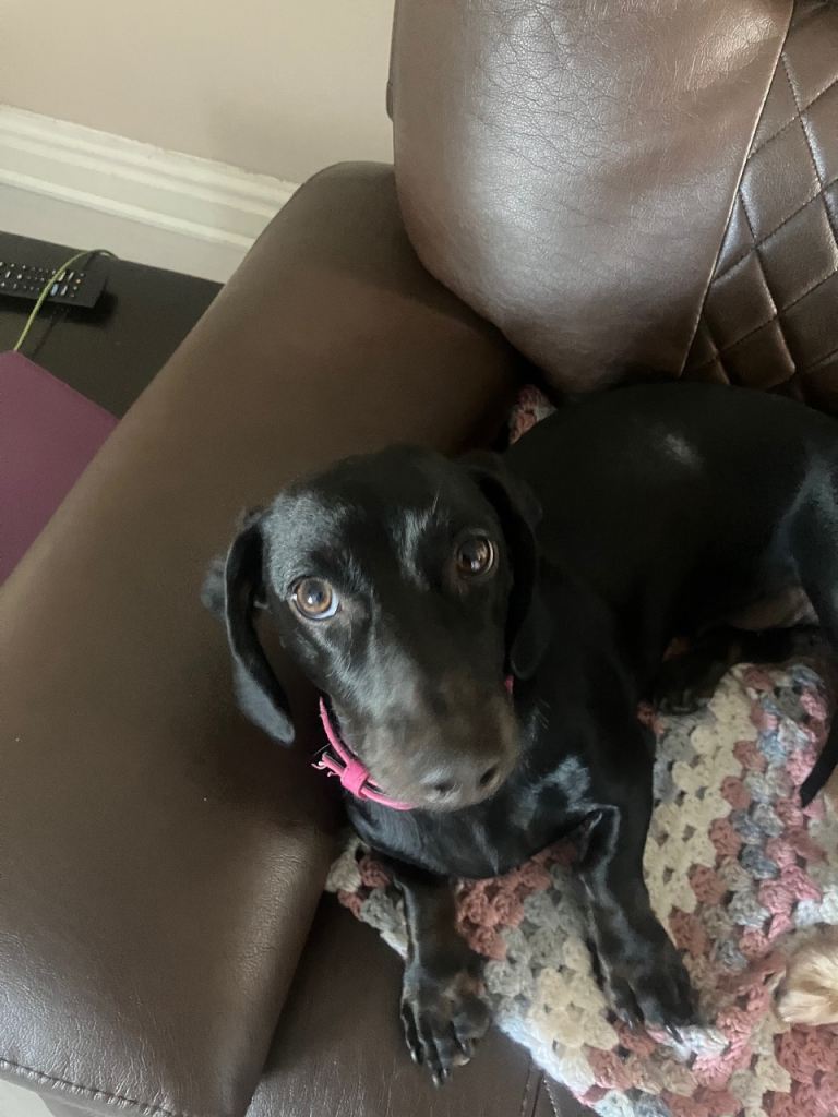 Female Mini Dachshund 