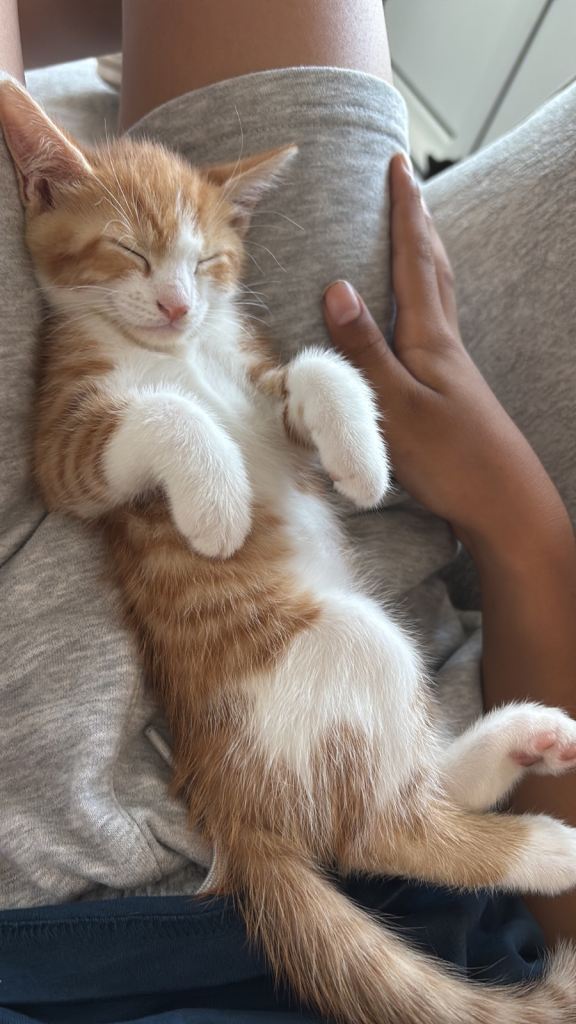 Stunning kittens 
