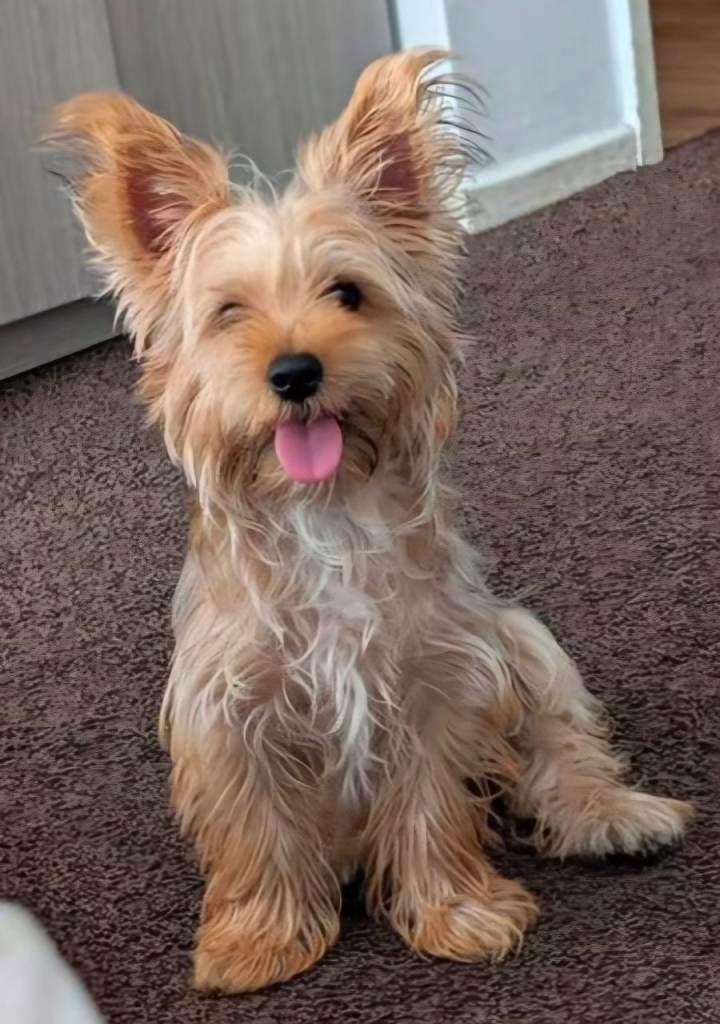 Yorkshire Terri  male 10mth