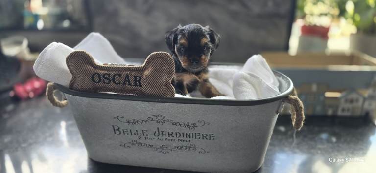 Beautiful Yorkshire terrier puppies 