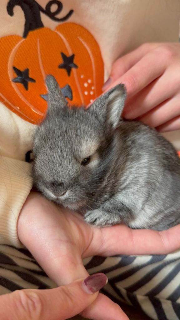 Baby Lionhead Rabbit 