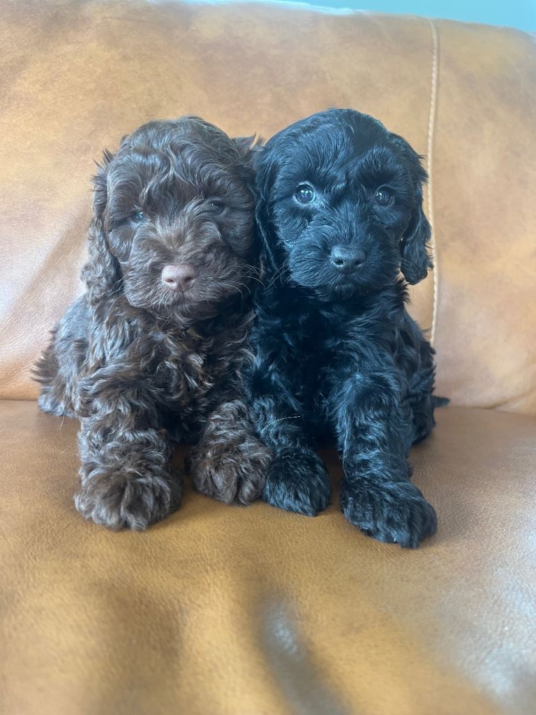 Gorgeous F1 Cockapoo puppies 