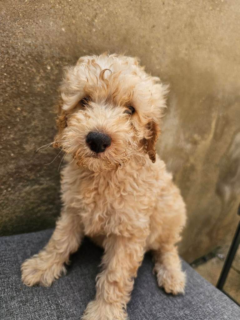 Mini Golden Doodle Puppies Boys