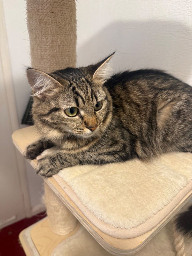 Selling cat-Tabby