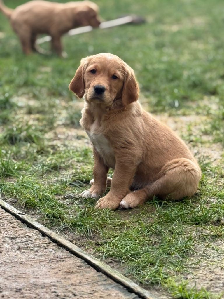 KC Working Golden retriever pups 
