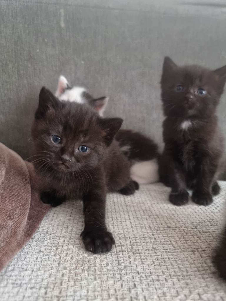 Baby cat
