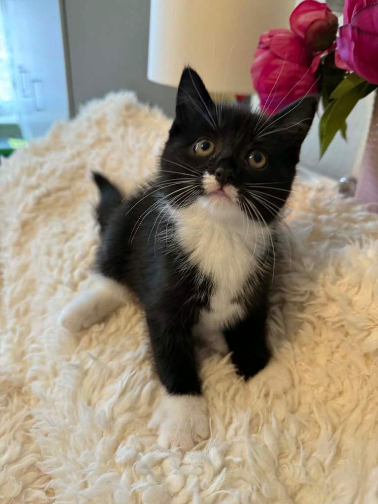 Mixed kittens for sale 