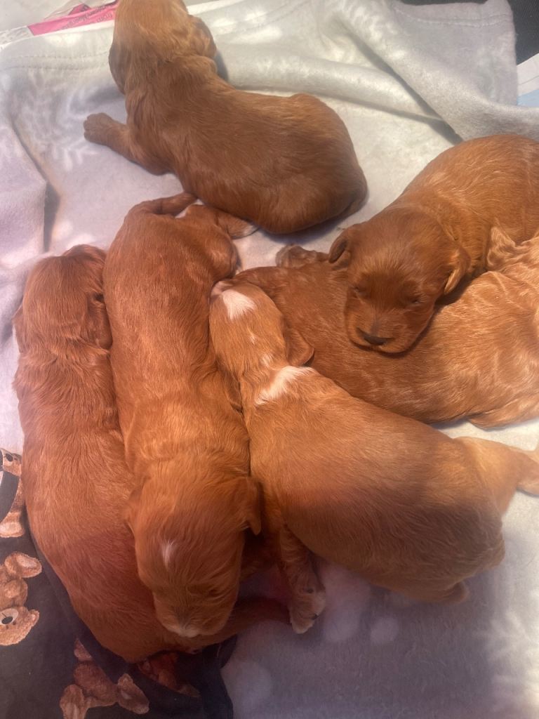Cockapoo puppies reds boy an girls 