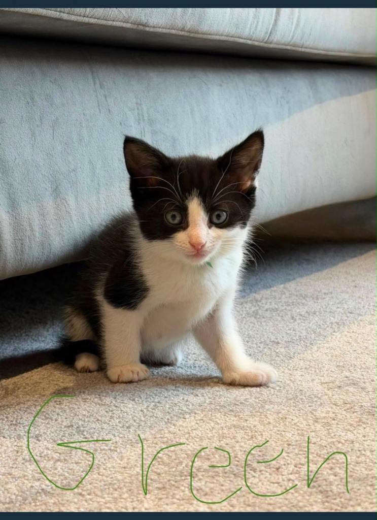 Beautiful mixed breed tuxedo kittens!! 