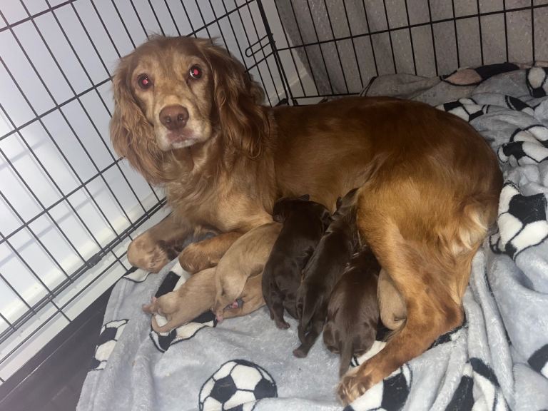 Cocker spaniel pups